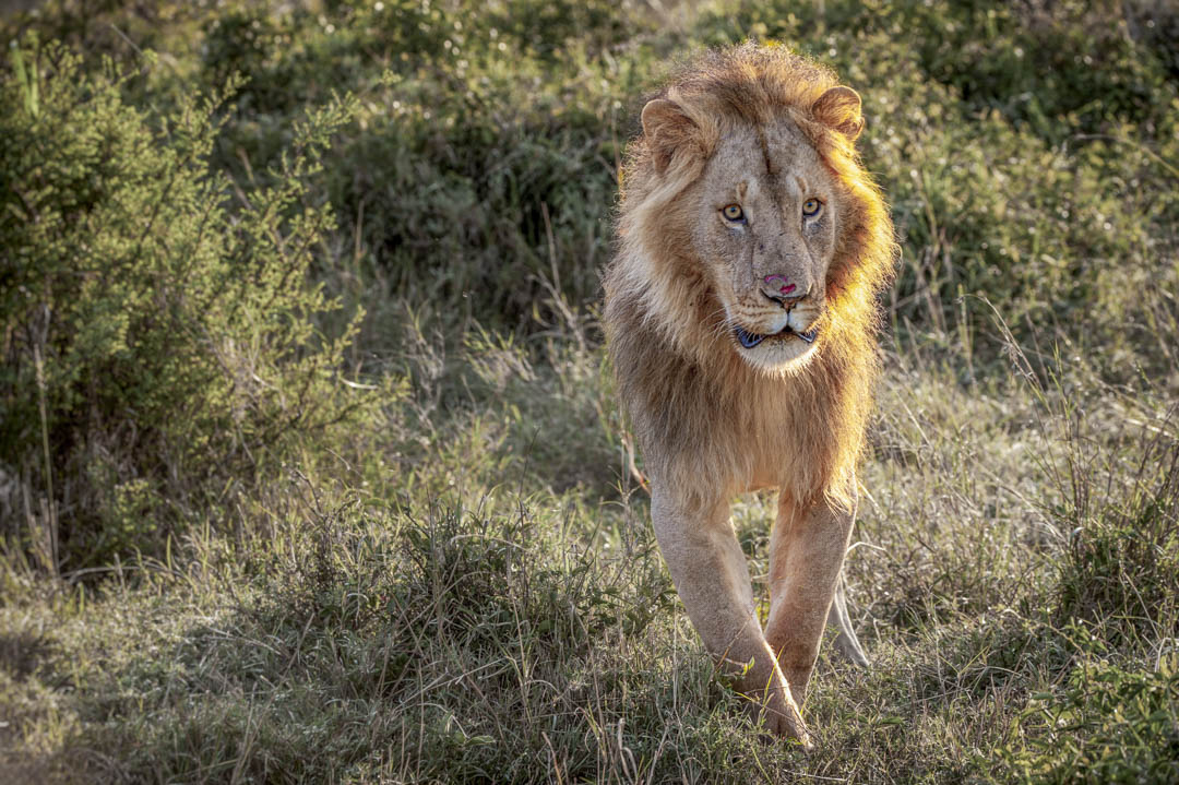 Maasai Mara — On the Mara